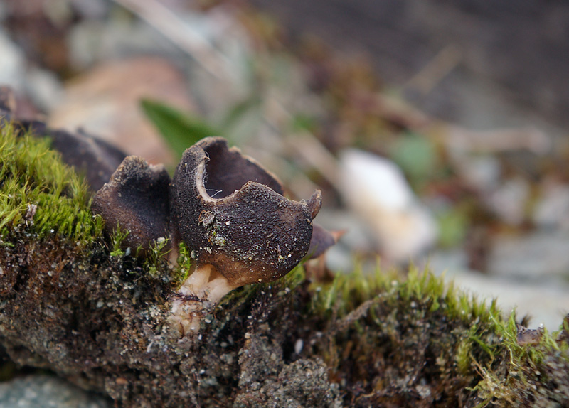 Helvella arcto-alpina